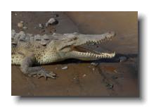 crocodilians 0012